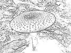 Mushroom Printable Coloring Nplooj Ntawv